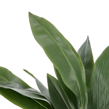 Rogue Cast Iron Plant - Oliver UV Green