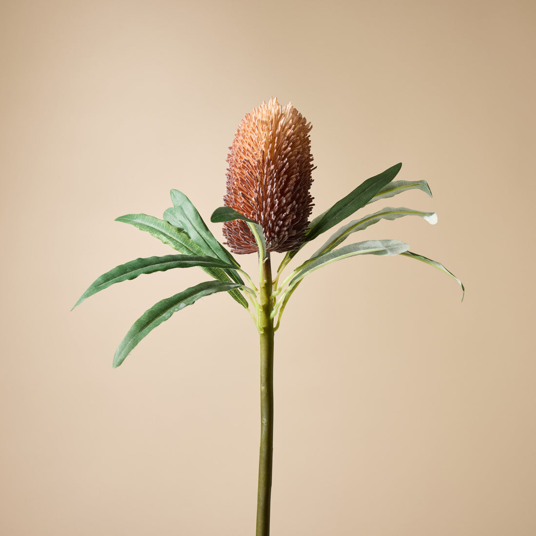 Faux Banksia Cone Stem | Brown - 61cm