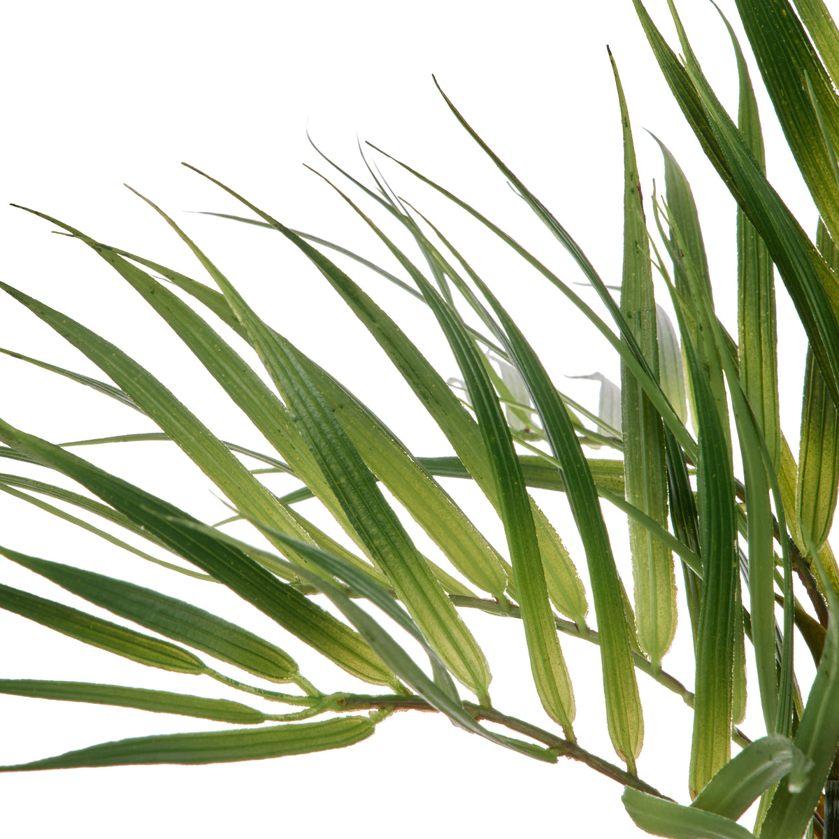 Rogue Phoenix Palm Green