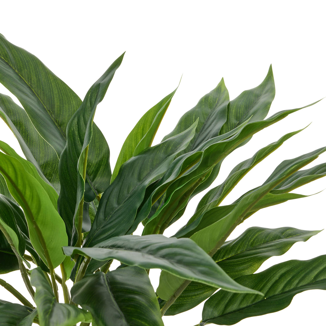 Rogue Sacred Lily Pot Green