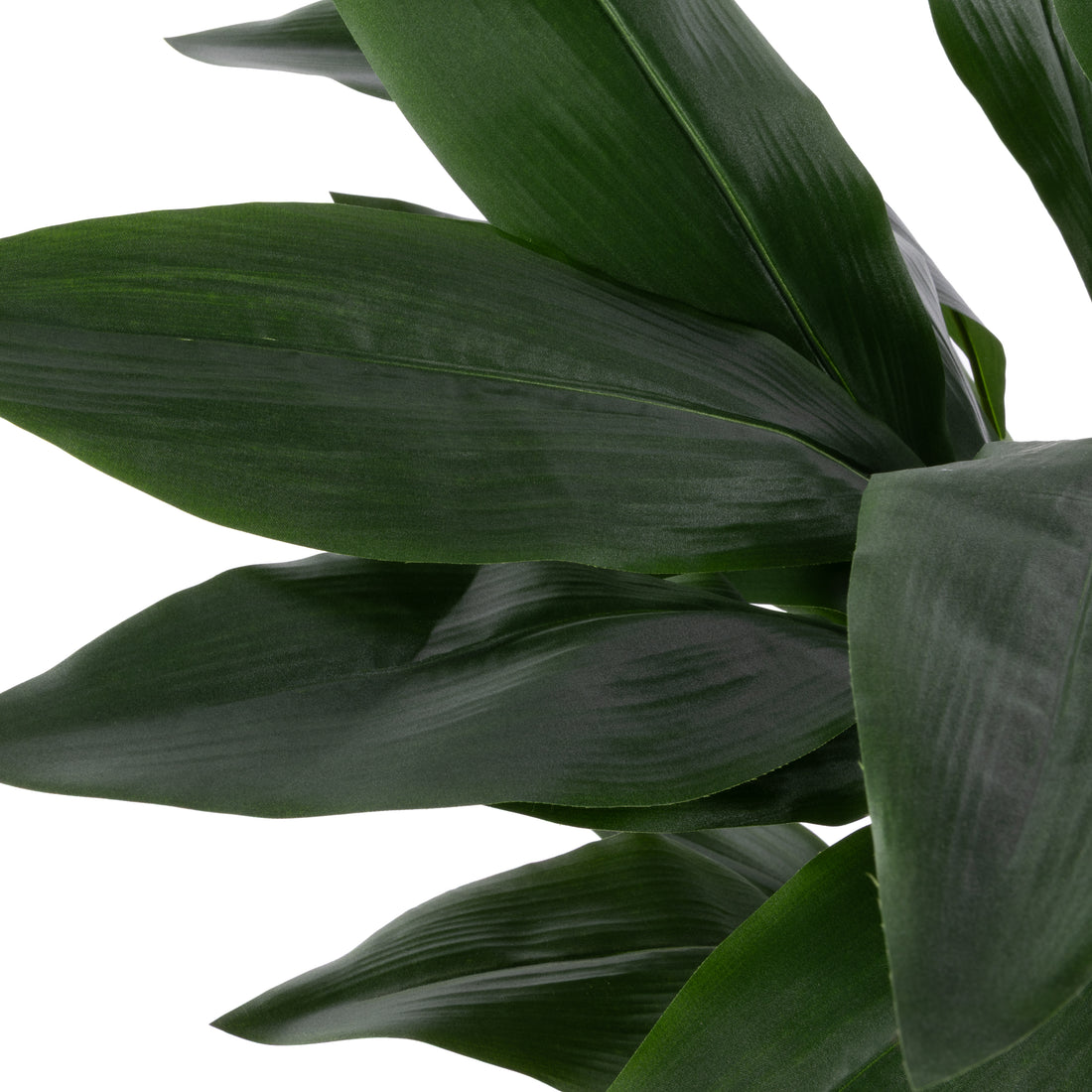 Rogue Cast Iron Plant UV Potted Green