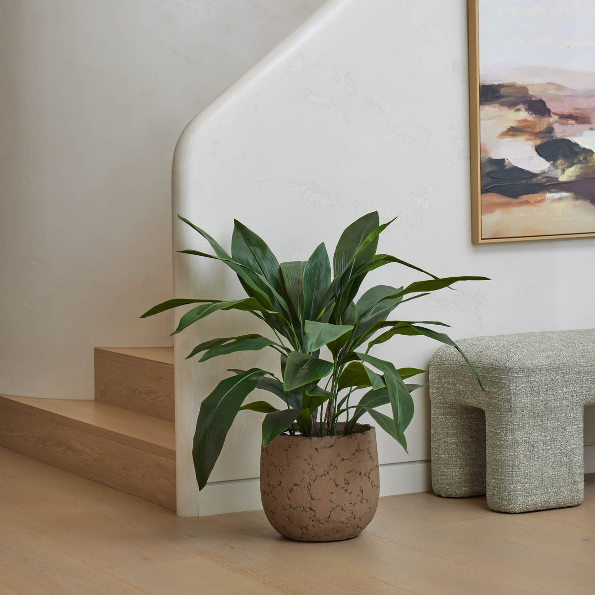 Rogue Cast Iron Plant - Oliver UV Green