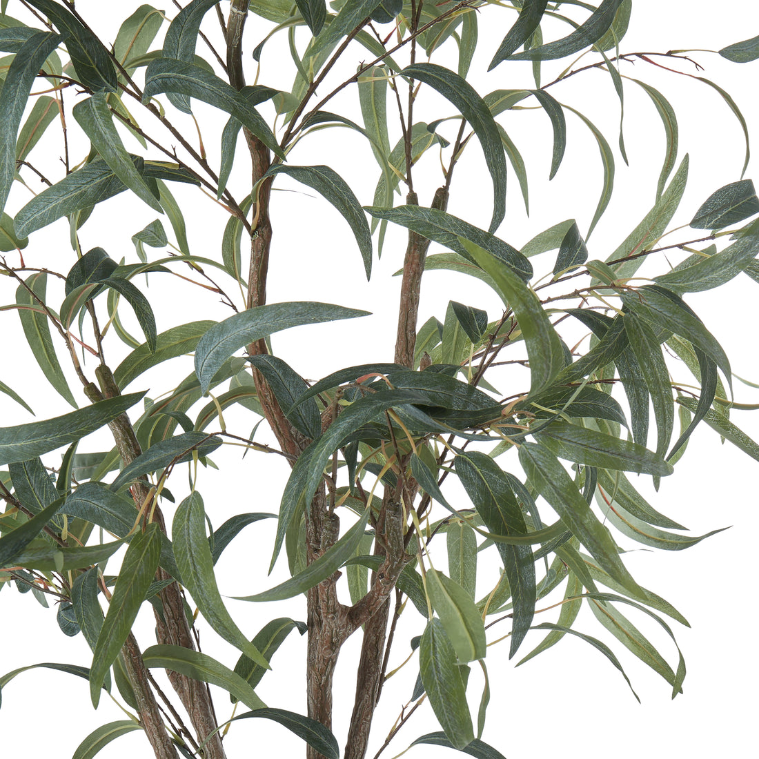 Rogue Eucalyptus Tree Green