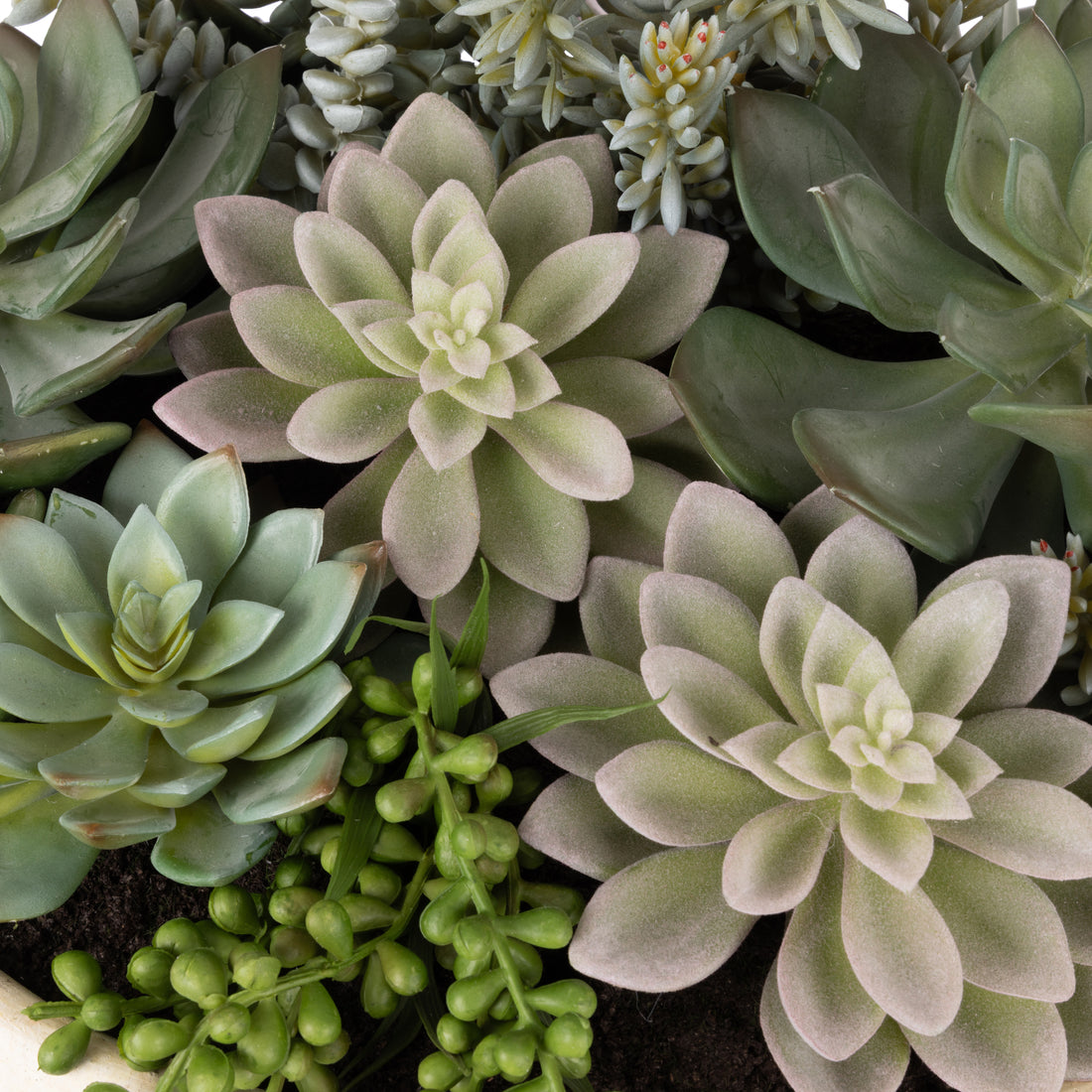 Rogue Succulent Garden - Textured Cement Pot Green/Cream