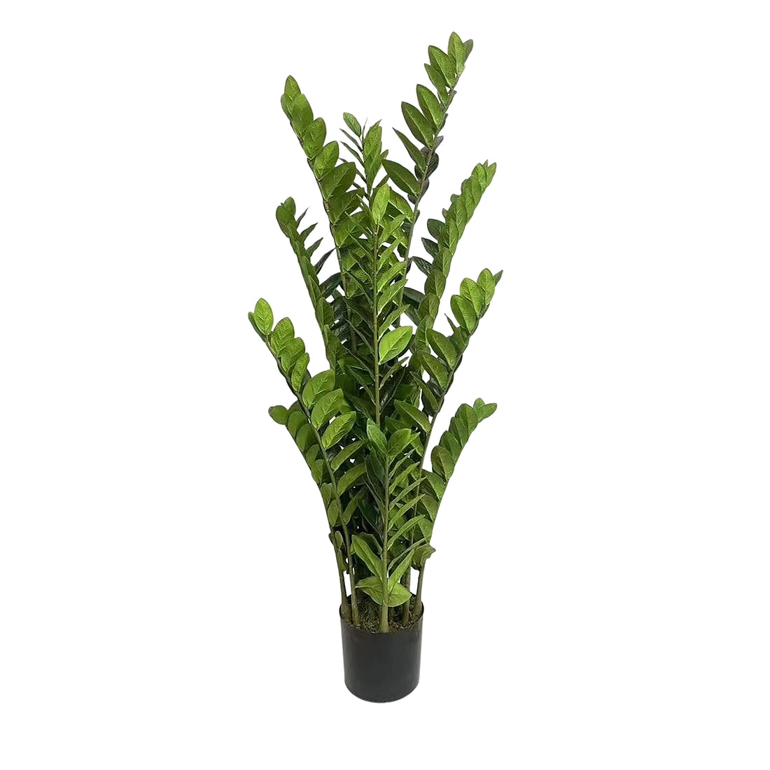 Rogue Zanzibar Gem - Garden Pot Green