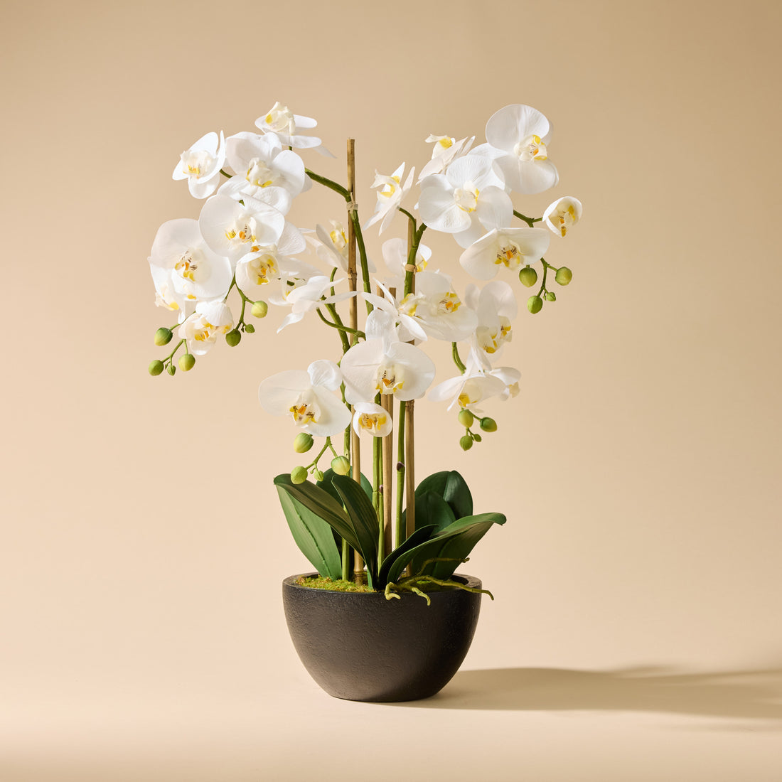 Faux Phalaenopsis Orchid - Black Pot | White - 50cm