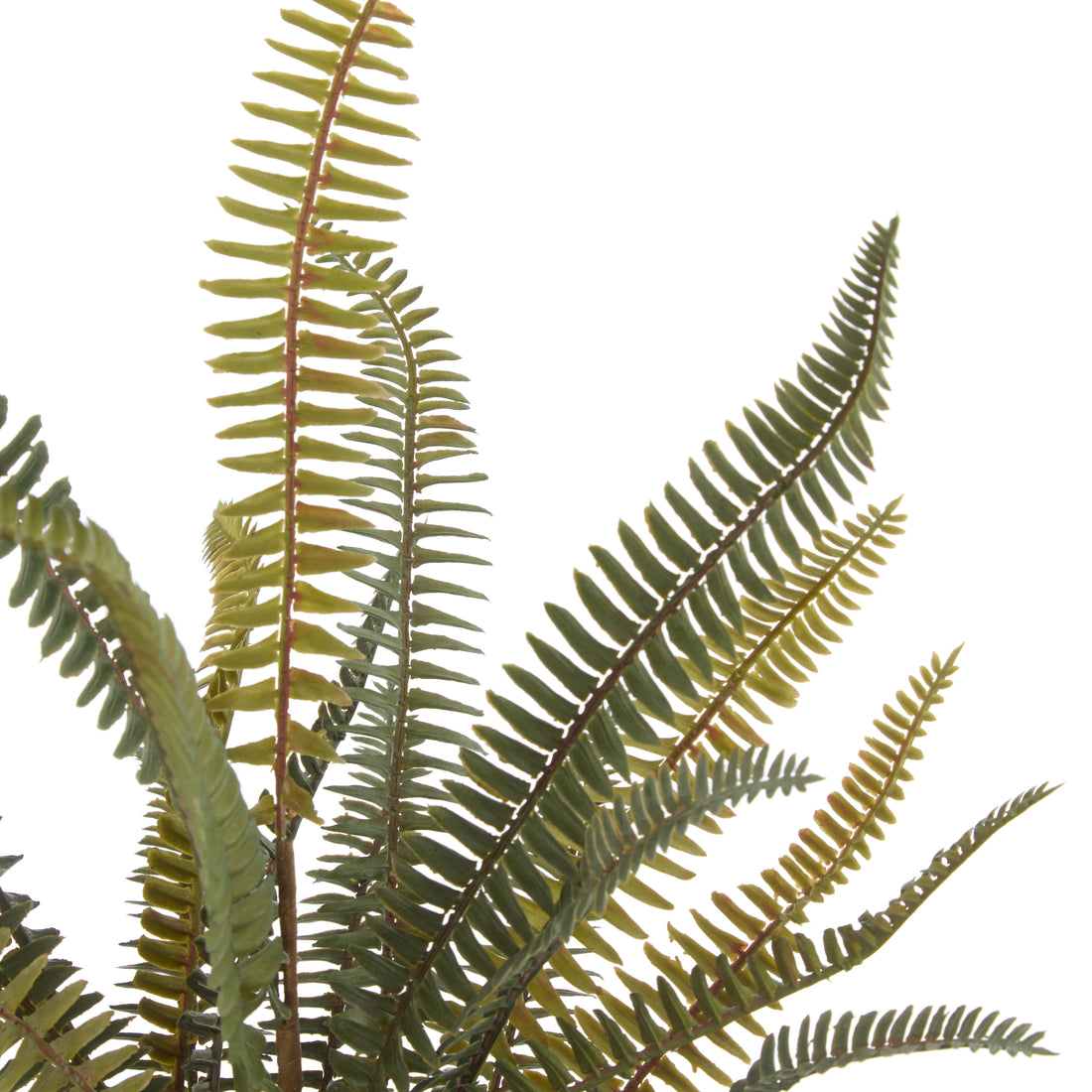 Faux Boston Fern - White Pot | 46cm