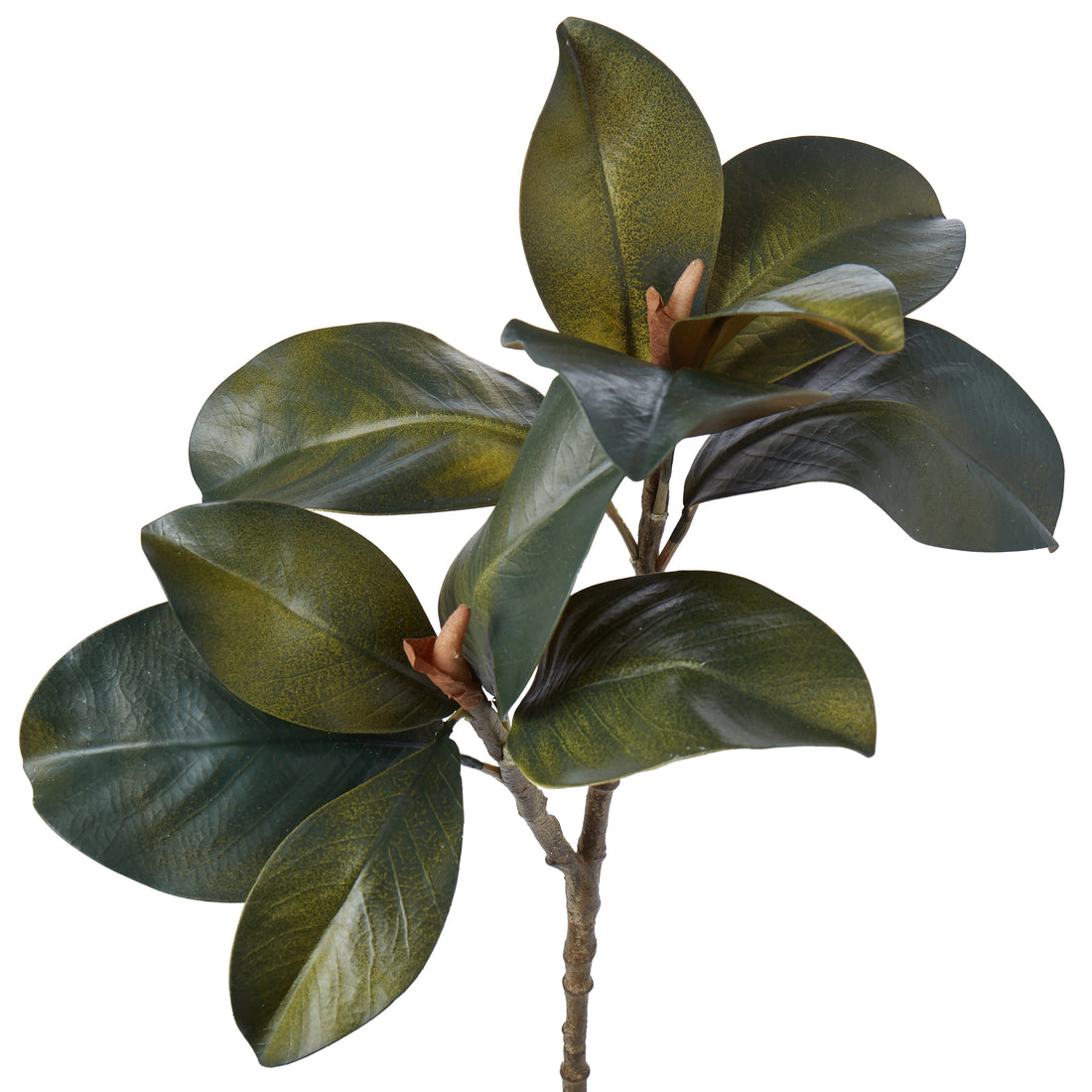 Rogue Magnolia Foliage Green