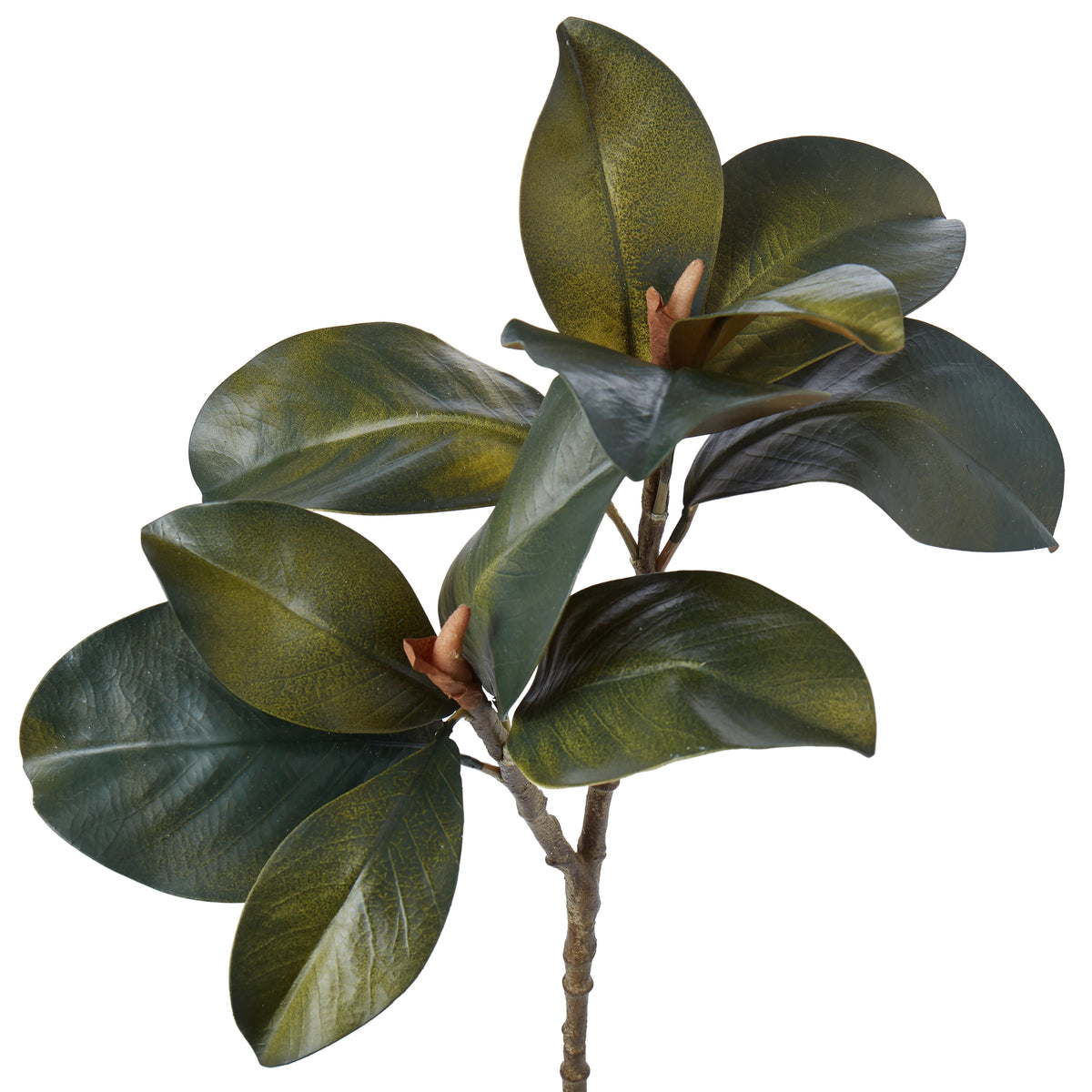 Rogue Magnolia Foliage Green