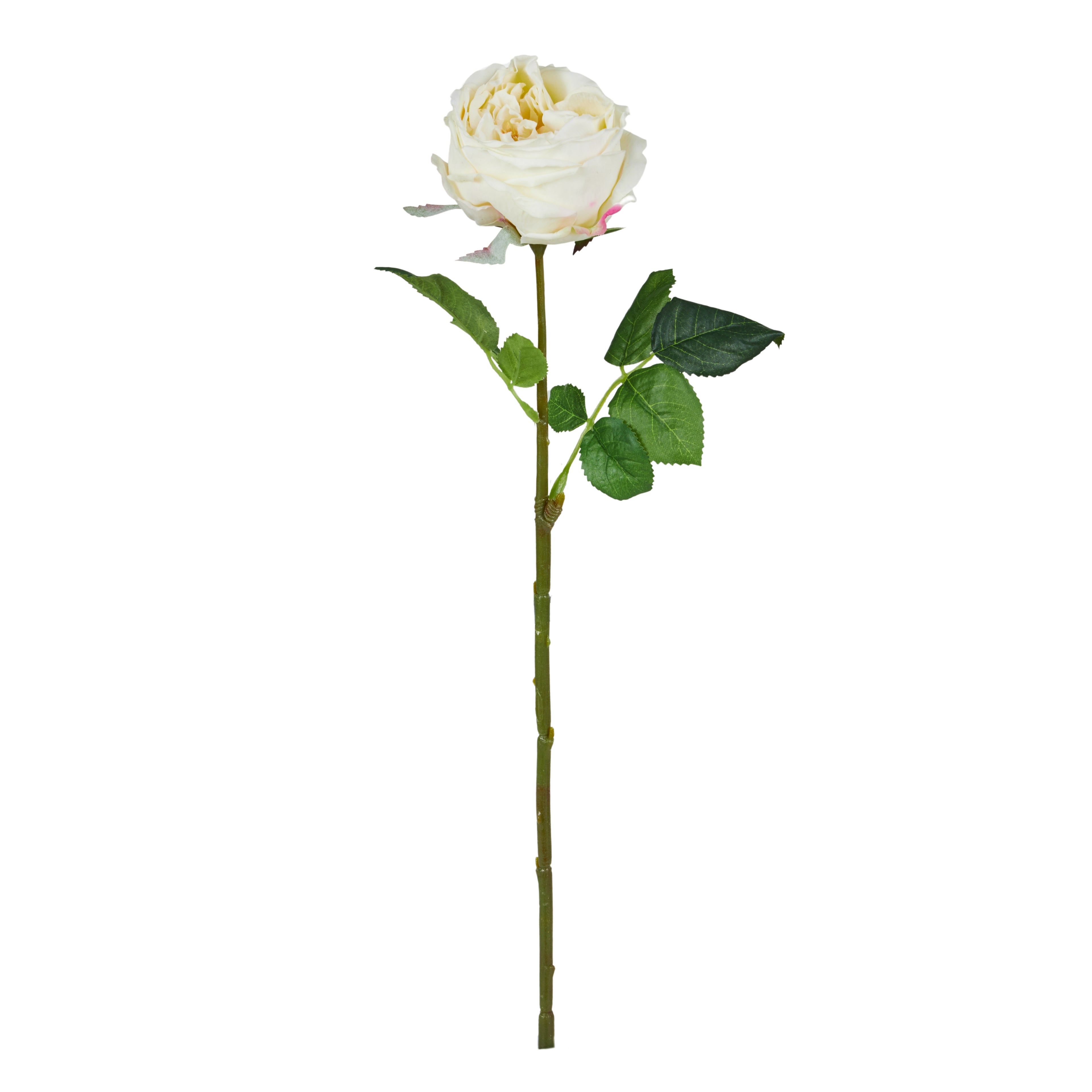 Faux Austin Rose Stem | Champagne - 45cm