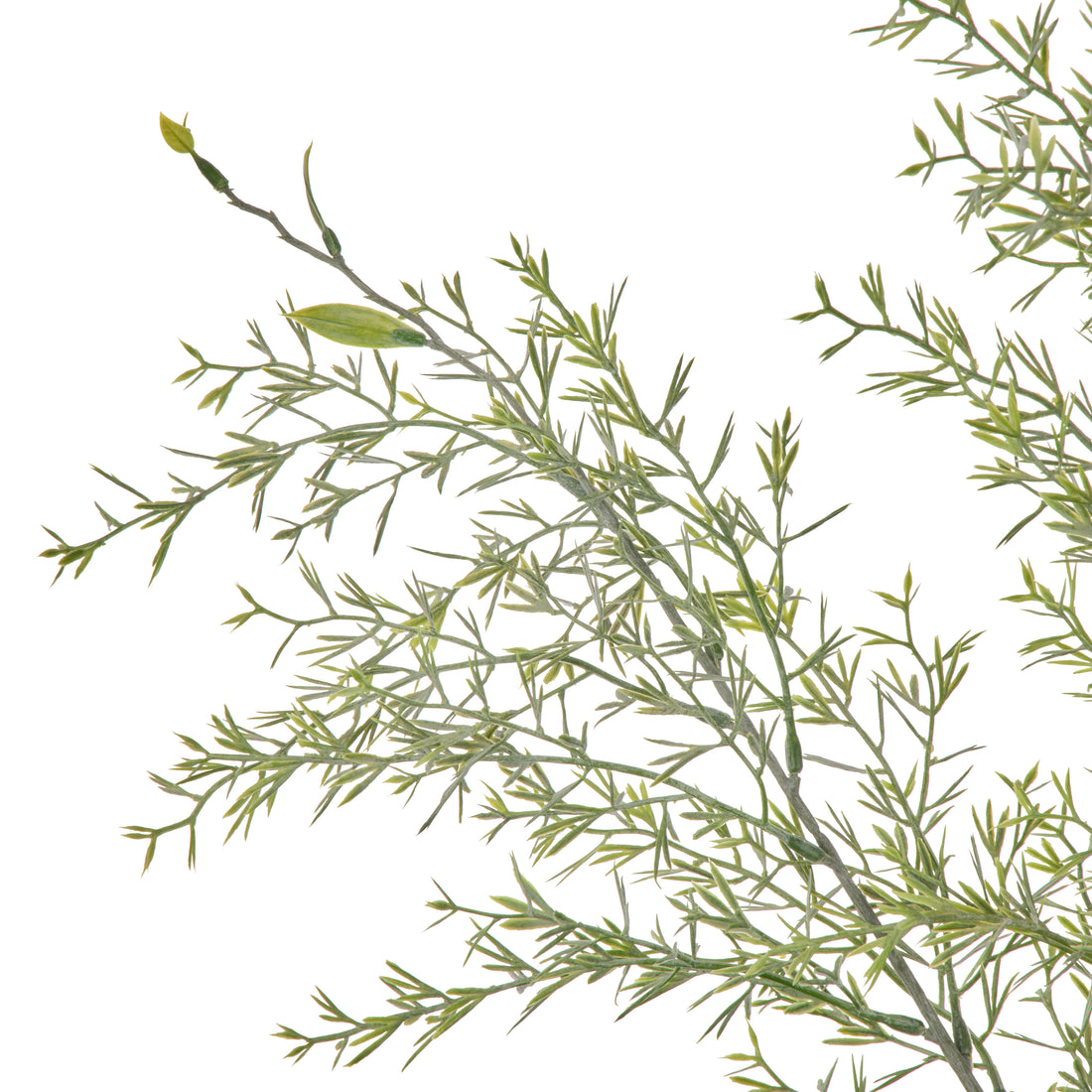 Rogue Tea Leaf Spray Green