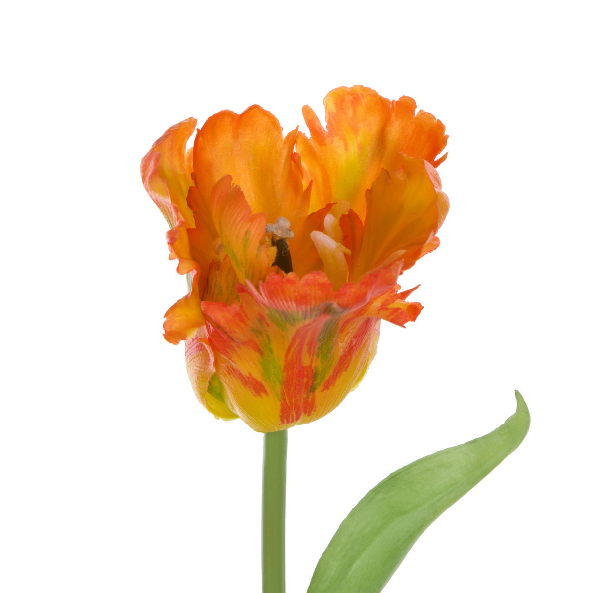 Rogue Parrot Tulip Stem Orange