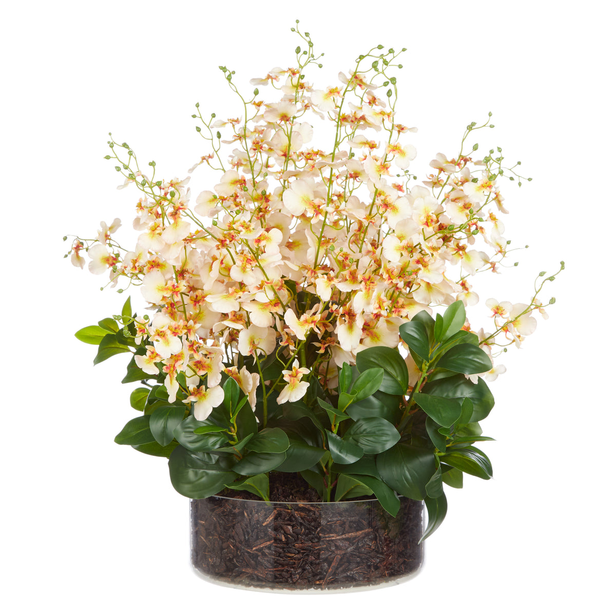 Rogue Dancing Orchid Garden Mix - Madelyn Bowl Cream
