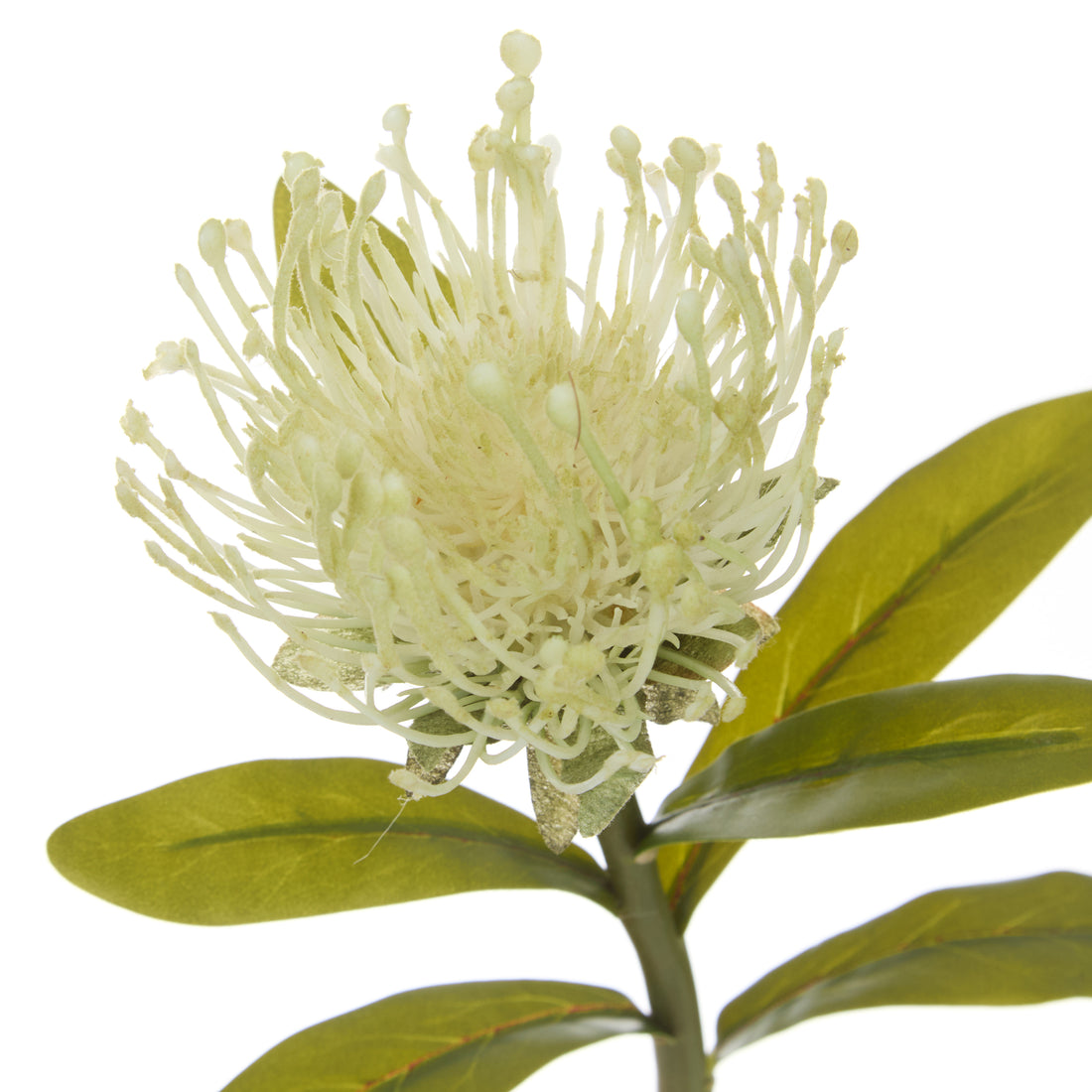 Rogue Pincushion Stem Cream