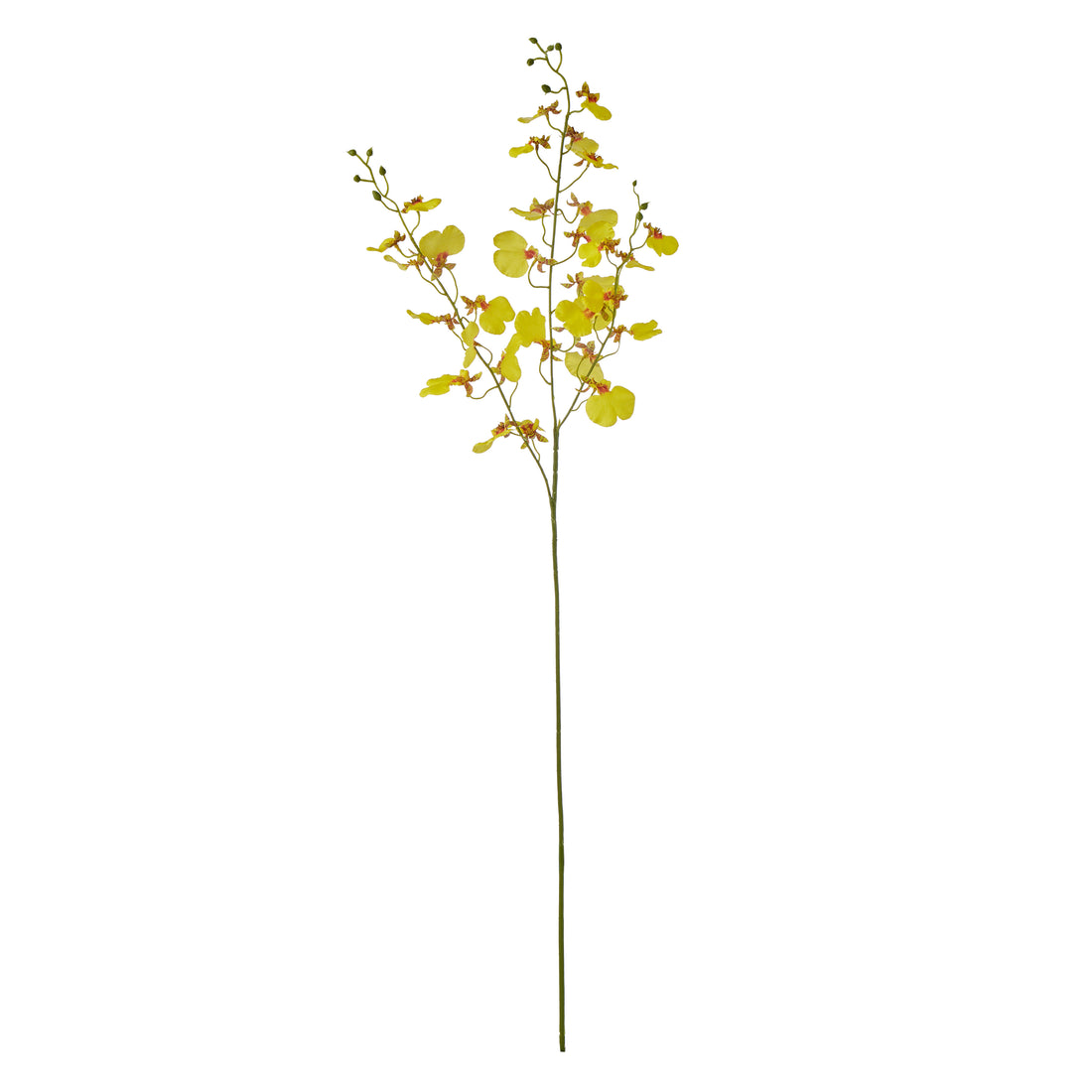 Rogue Dancing Orchid Stem