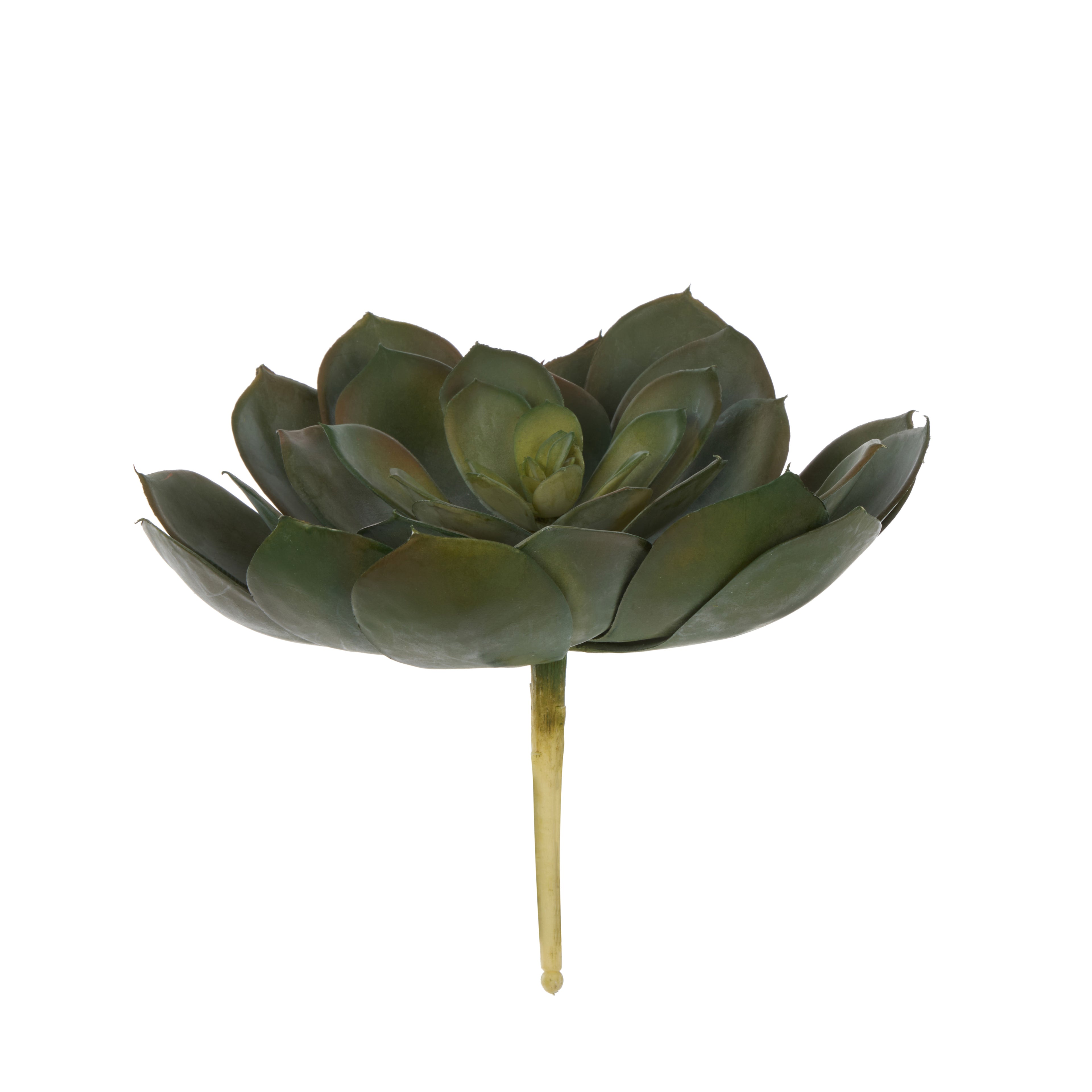 Faux Echeveria Succulent | Green - 18cm