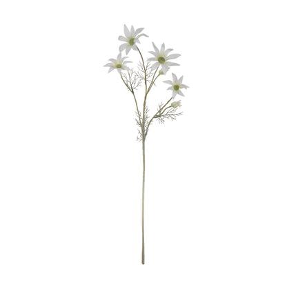 Rogue Flannel Flower Cream