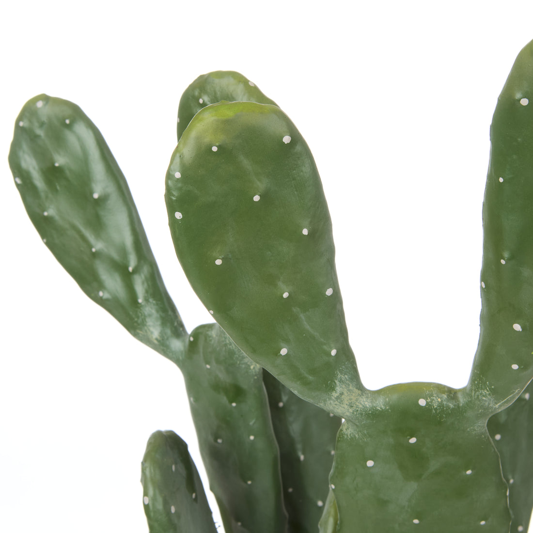 Rogue Pear Cactus - Garden Pot Green