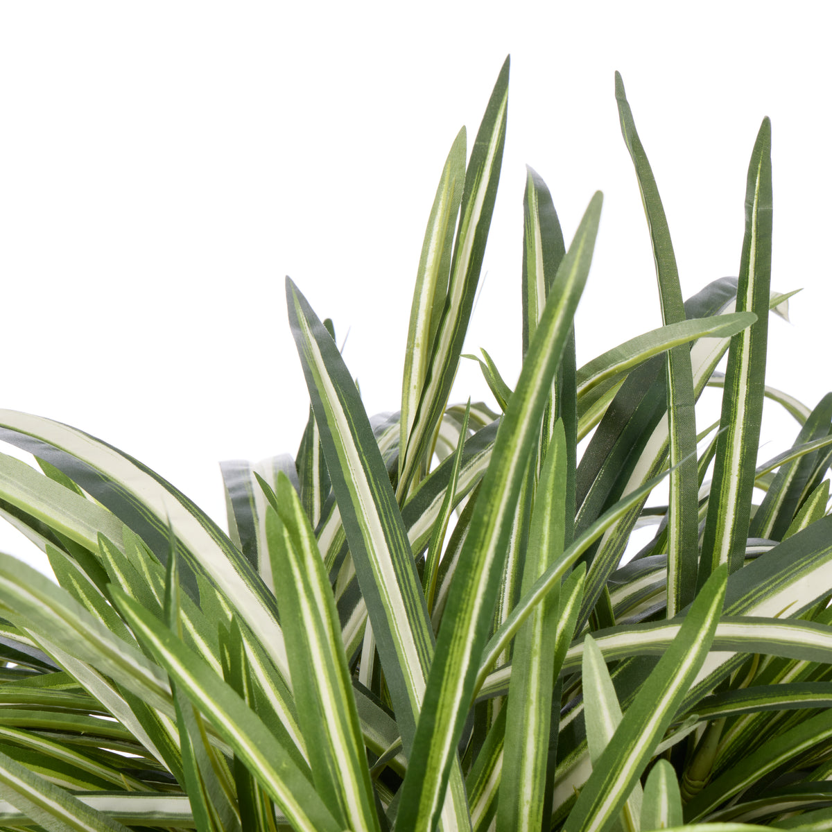 Rogue Spider Plant - Garden Pot Green