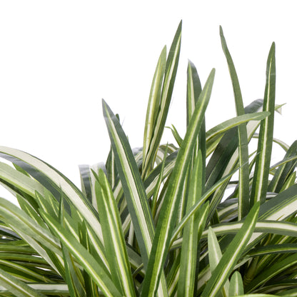 Rogue Spider Plant - Garden Pot Green
