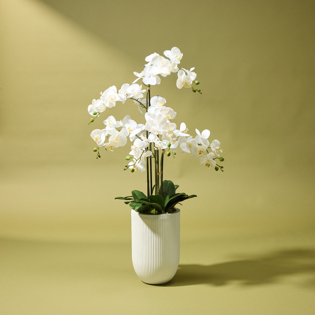 Faux Phalaenopsis Orchid - Ribbed Pot | White - 124cm