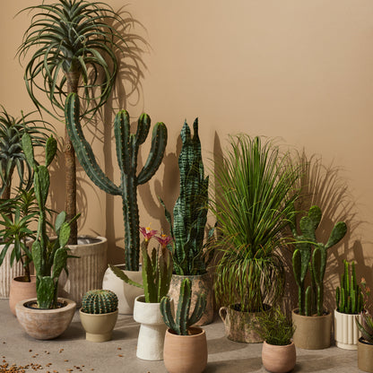 Rogue Mistletoe Cactus Pot Green