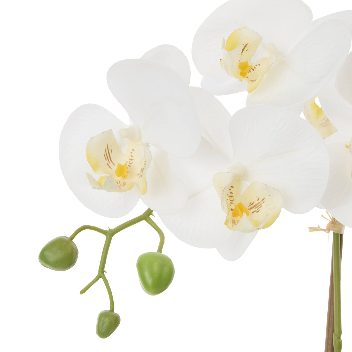 Rogue Phalaenopsis Orchid Pot White