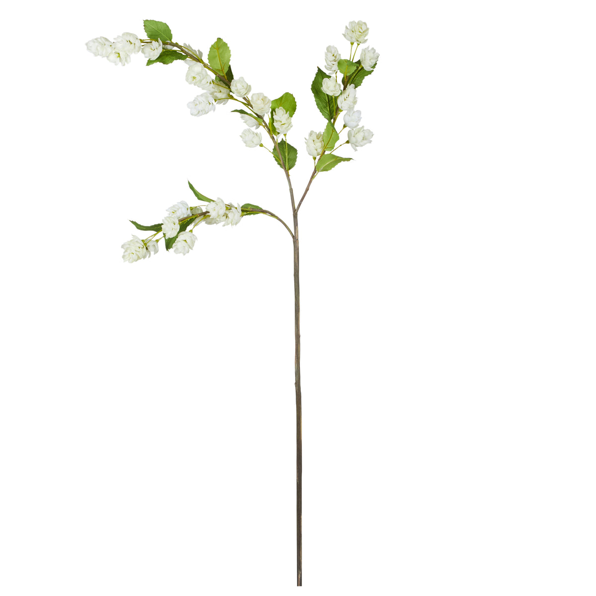 Rogue Hops Flower Stem White