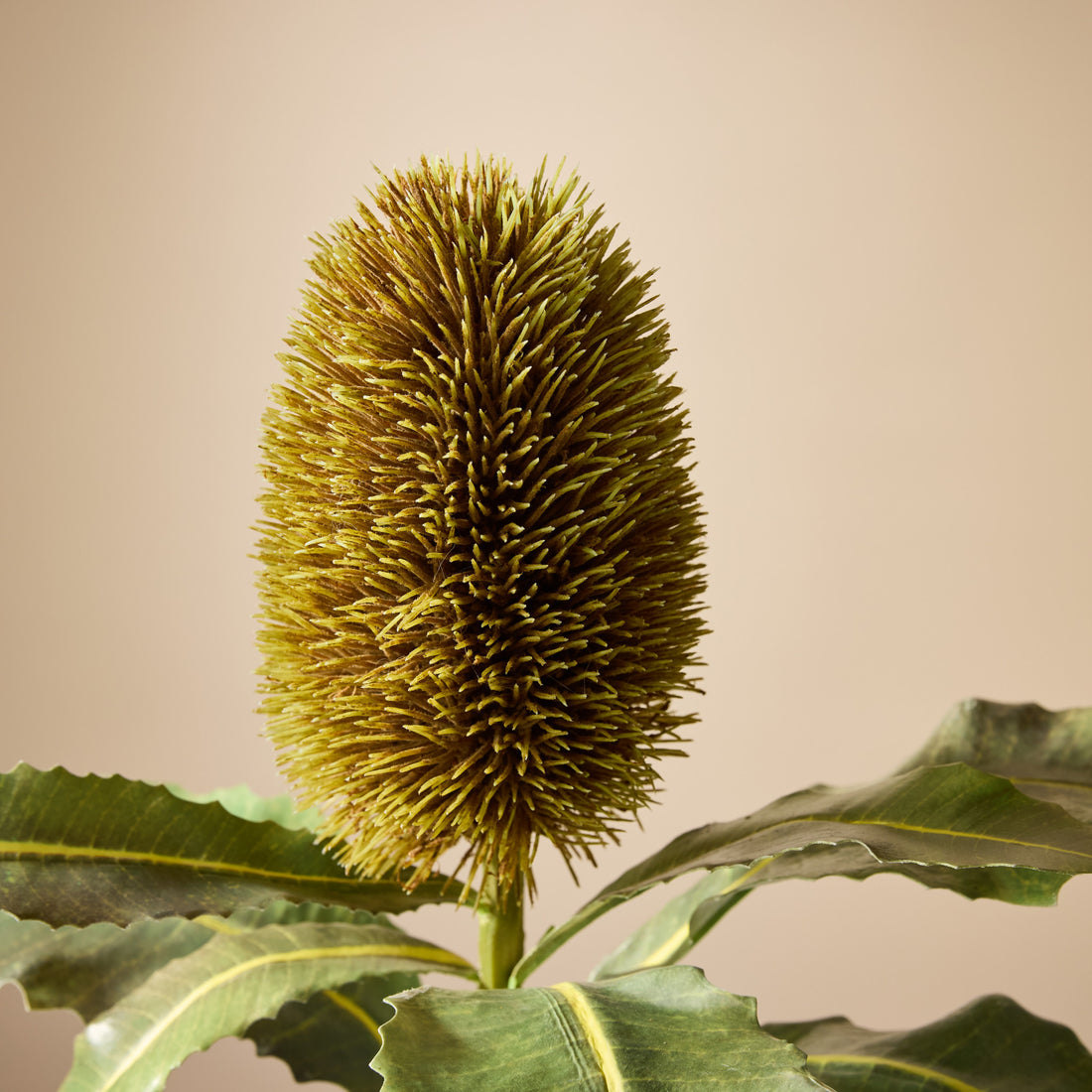 Faux Banksia Stem | Brown - 67cm