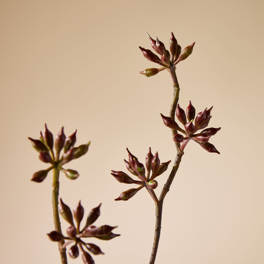 Faux Eucalyptus Seeding Spray | Burgundy - 84cm