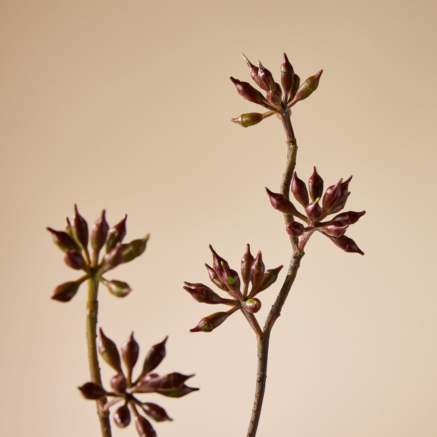 Faux Eucalyptus Seeding Spray | Burgundy - 84cm