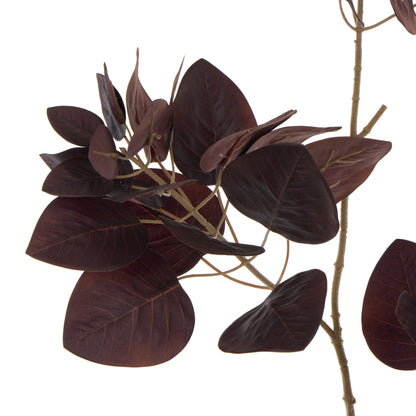 Rogue Smoke Bush Spray Burgundy