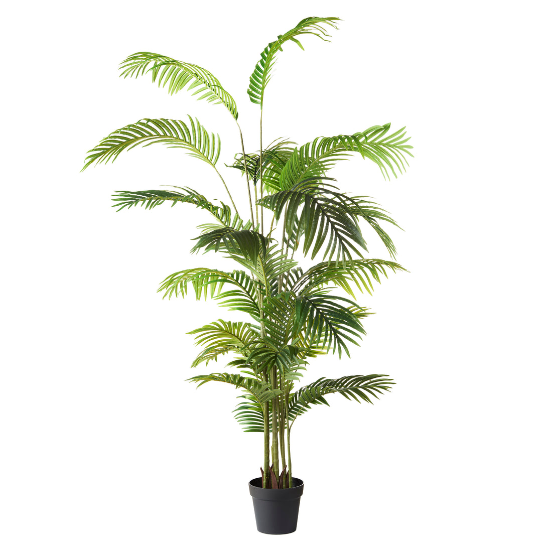 Rogue Areca Palm Tree - Garden Pot Green