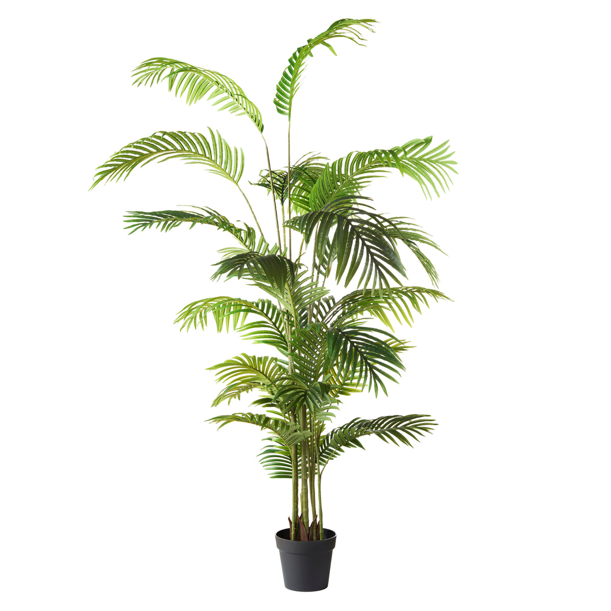 Rogue Areca Palm Tree - Garden Pot Green