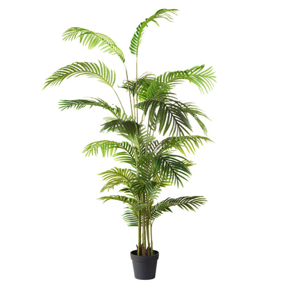 Rogue Areca Palm Tree - Garden Pot Green