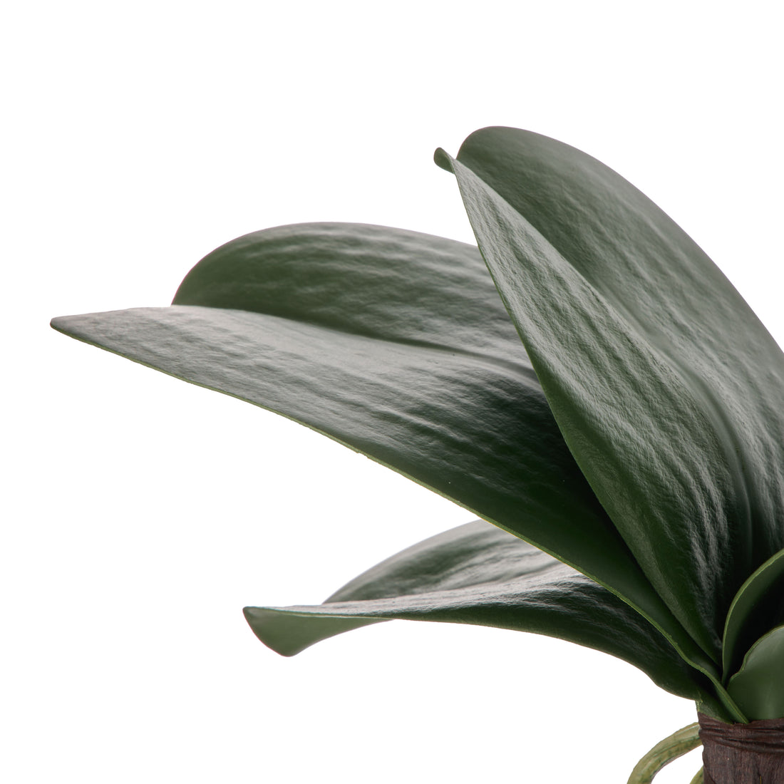 Rogue Orchid Rooted Foliage Green