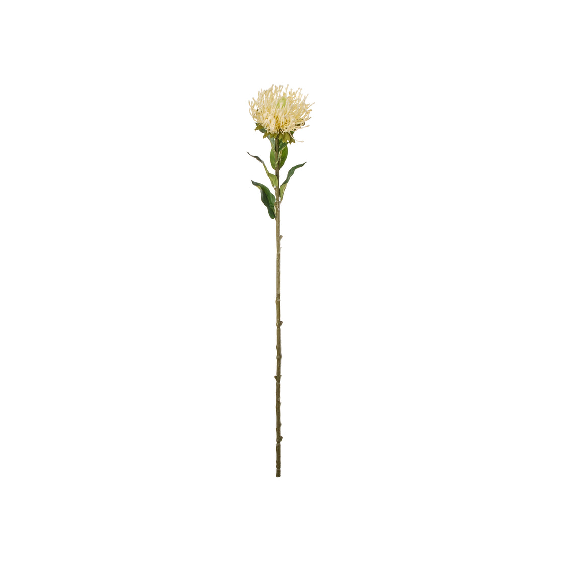 Rogue Pin Cushion Stem Cream