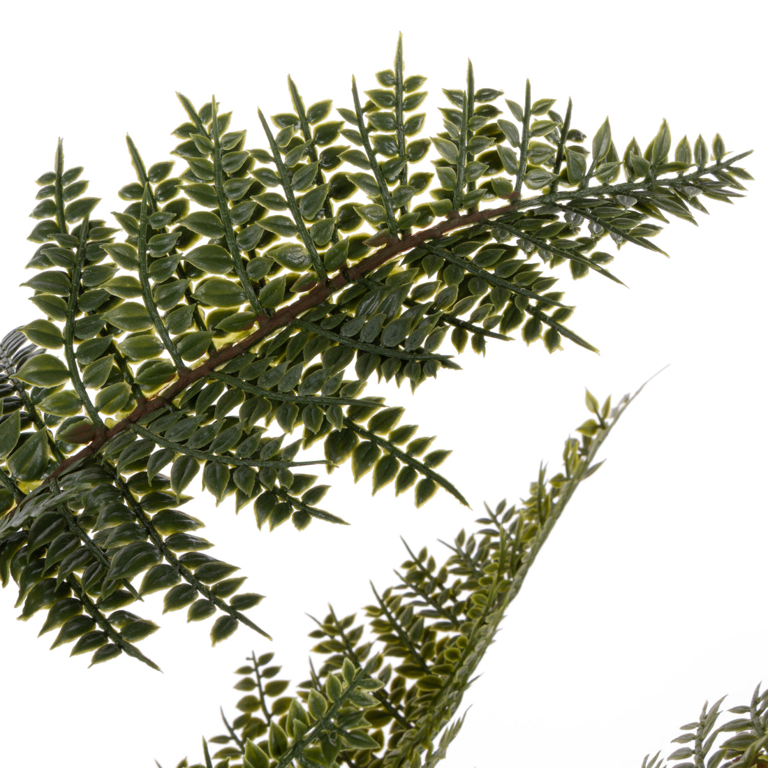 Rogue Mountain Wood Fern Pot Green