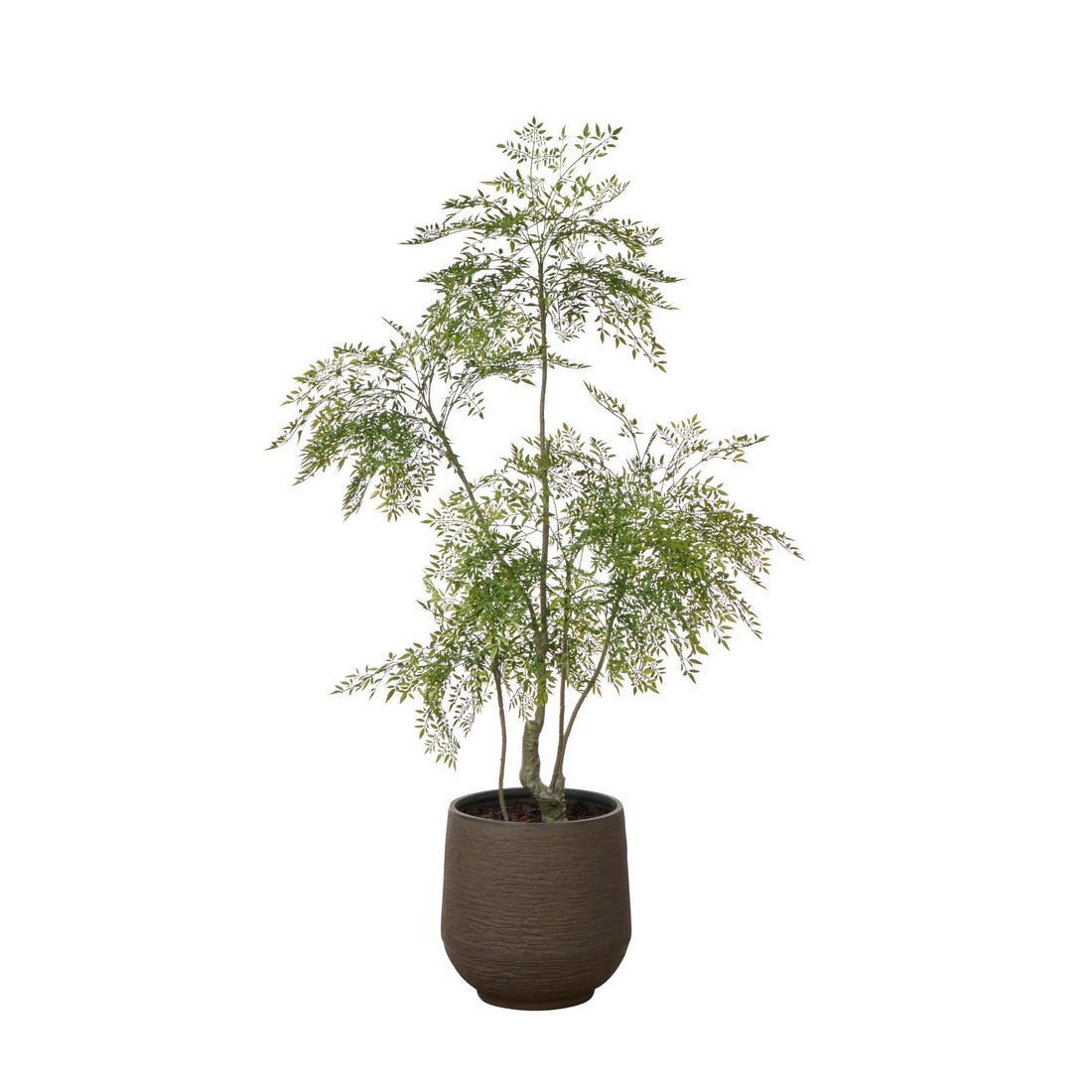 Rogue &amp; Grand Designs Ficus Tree - Trillium Planter Green &amp; Sandalwood
