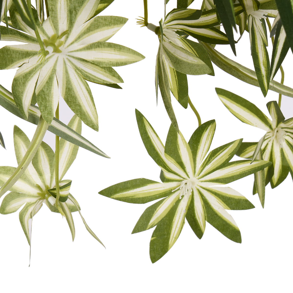 Rogue Spider Plant - Garden Pot Green