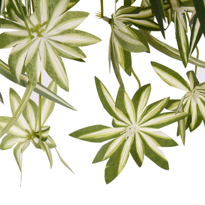 Rogue Spider Plant - Garden Pot Green