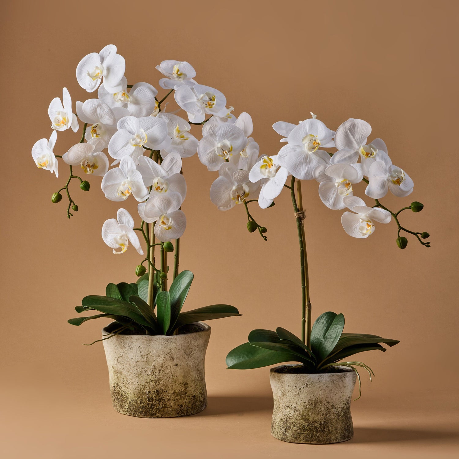 Faux Phalaenopsis Plant - Edith | White - 54cm