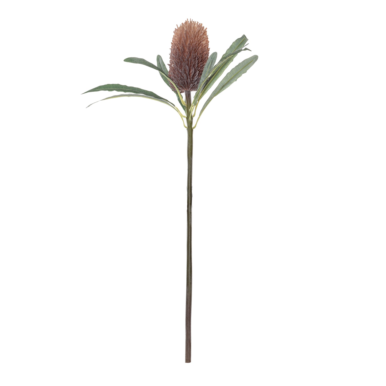 Faux Banksia Cone Stem | Brown - 61cm