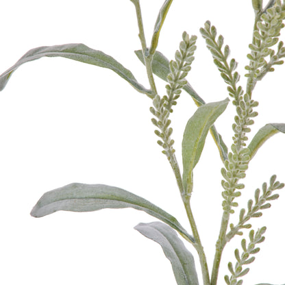 Rogue Acacia Seeding Spray Grey Green