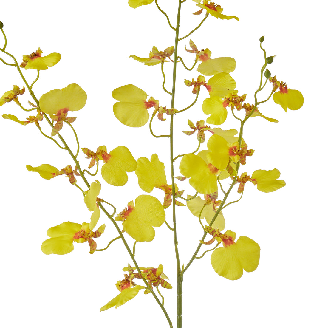 Rogue Dancing Orchid Stem