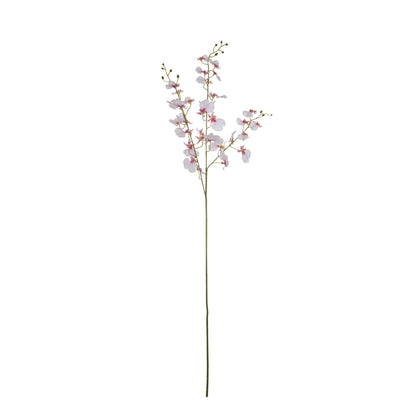 Rogue Dancing Orchid Pink